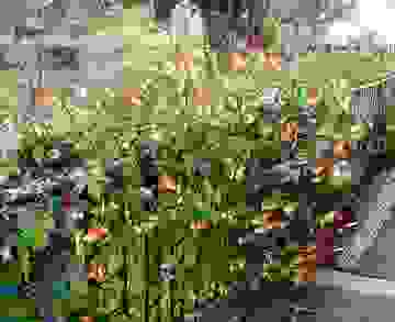 Вьюнок звездчатый экзотическая лиана: особенности выращивания из семян