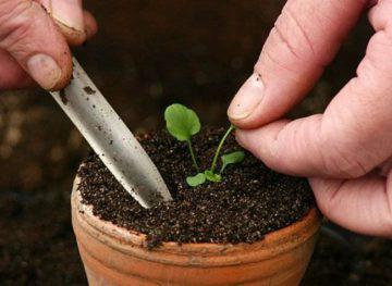 Особенности выращивания настурции из семян, когда сажать