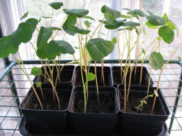 Особенности выращивания настурции из семян, когда сажать