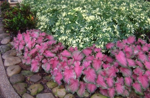 Цветущие почвопокровные растения для сада: названия, фото