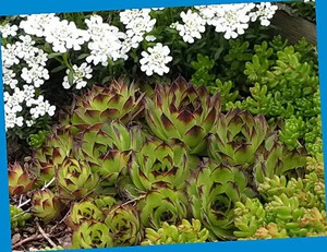 Цветущие почвопокровные растения для сада: названия, фото
