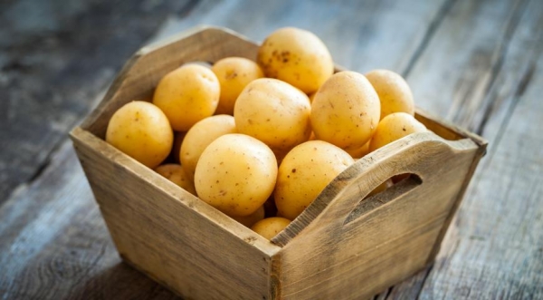 Болезни картофеля: осматриваем клубни, определяем проблему и лечим