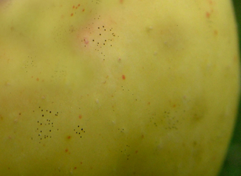 Болезни яблонь: мухосед