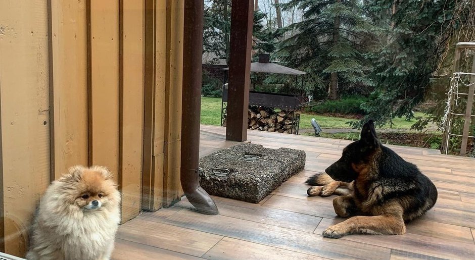 В гостях: как выглядит дом (и собаки!) 69-летнего Олега Газманова
