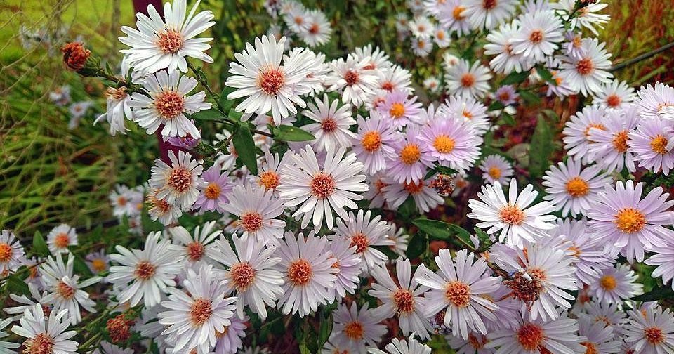 7 цветов, которые будут украшать ваш сад в сентябре