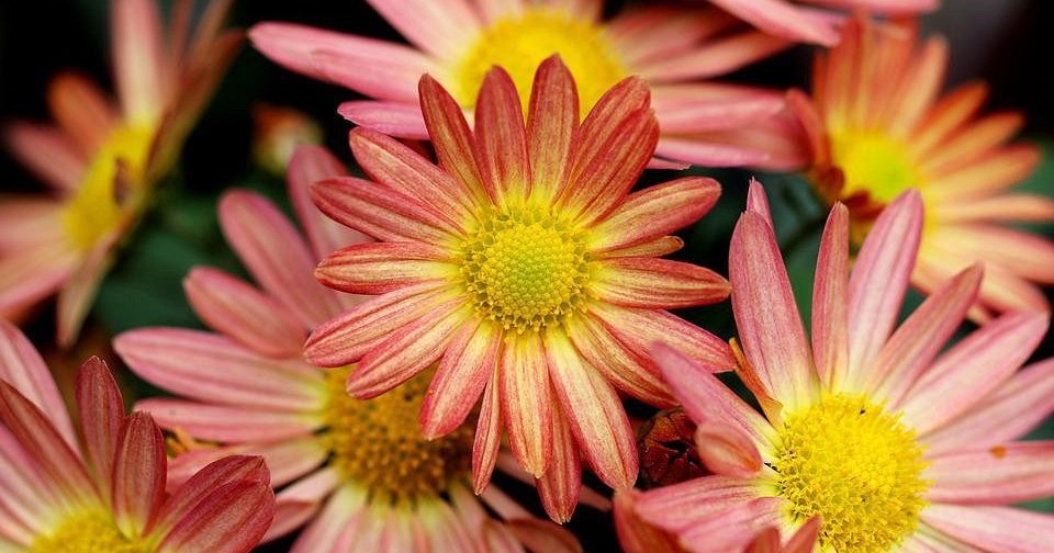 7 цветов, которые будут украшать ваш сад в сентябре