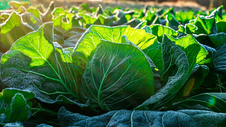 Что сажать после капусты: 5 лучших культур для хорошего урожая