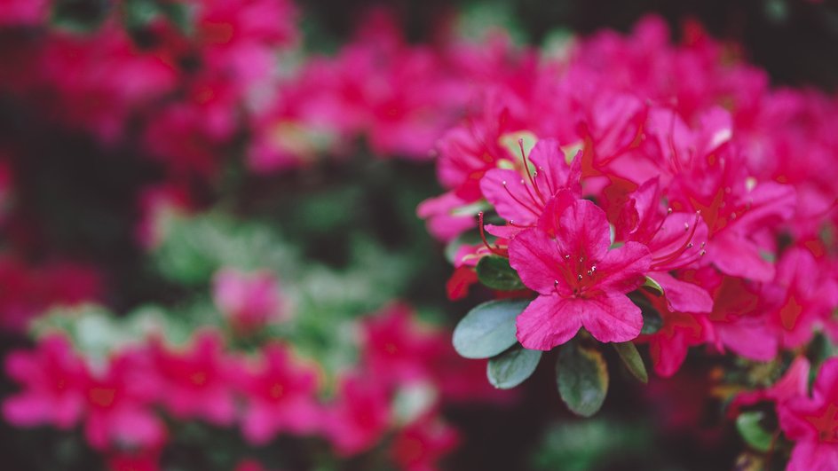 6 садовых кустарников, которые красиво цветут весной