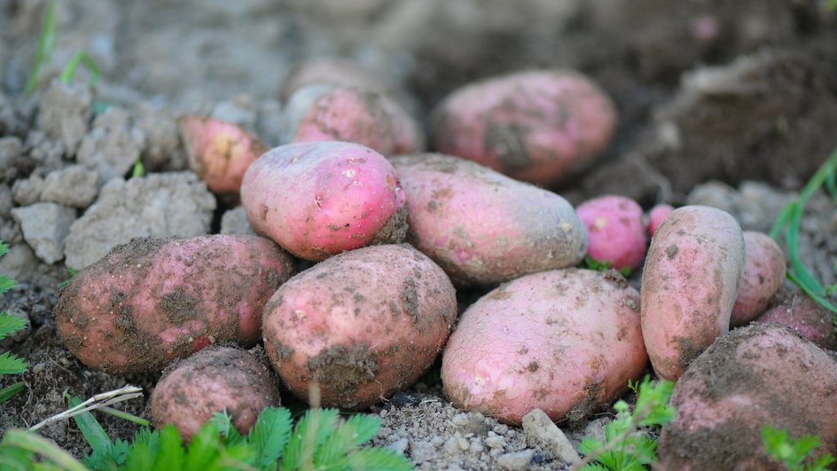 Посадка картофеля: сроки, благоприятные дни в 2023 году и четыре способа высадки